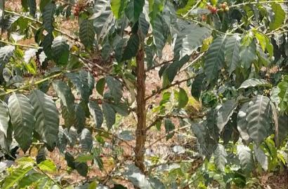 Coffee Plantation 4 Acres