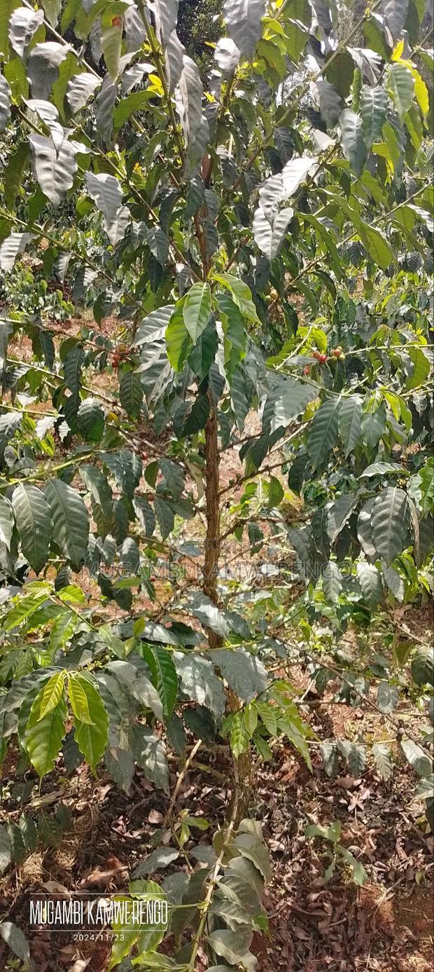 Coffee Plantation 4 Acres