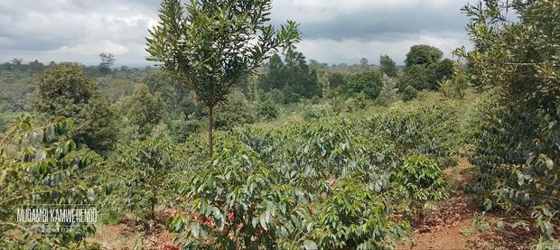Coffee Plantation 4 Acres