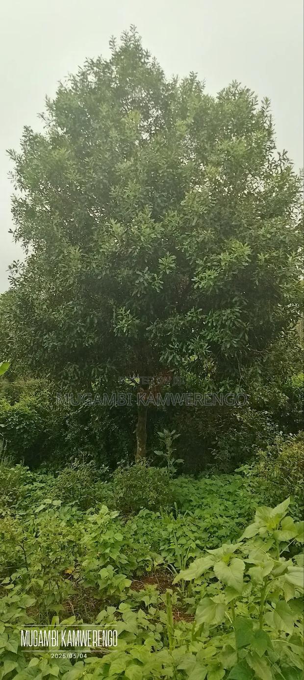 Kairungu Avocados and Muguka Shamba