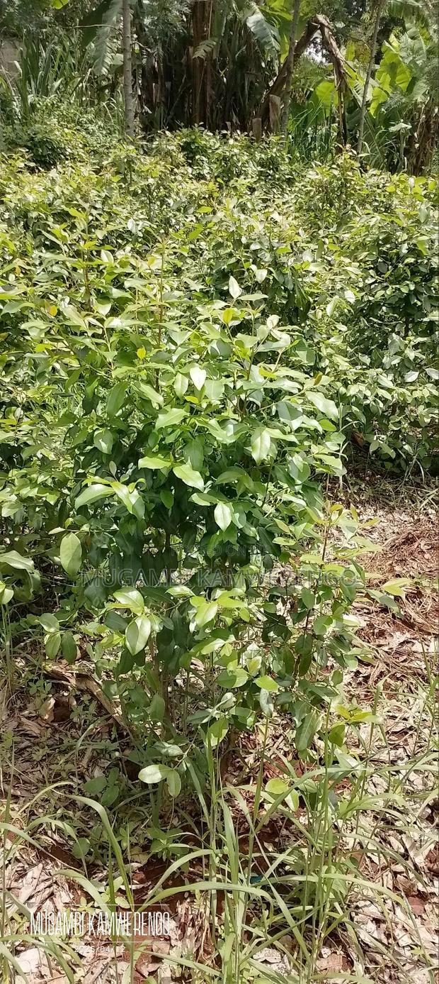 Kairungu Avocados and Muguka Shamba