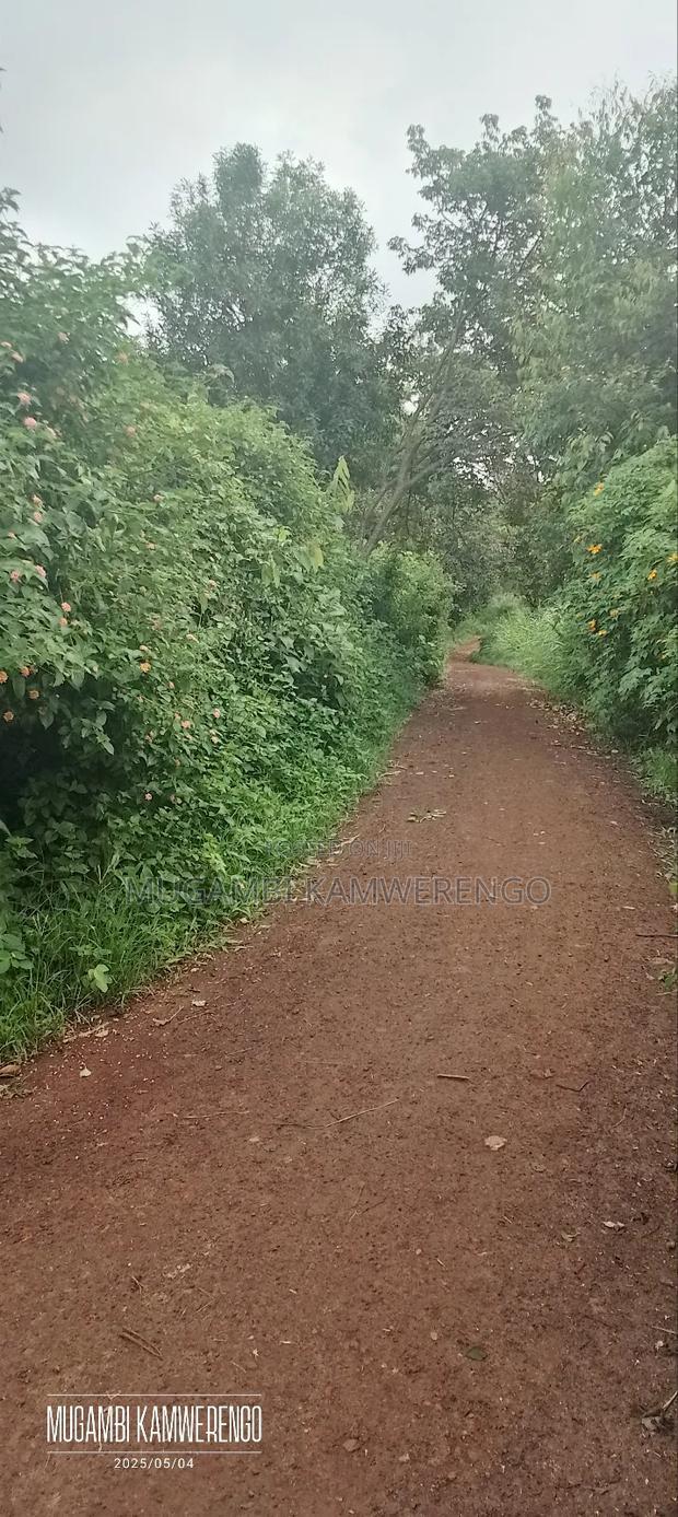Kairungu Avocados and Muguka Shamba