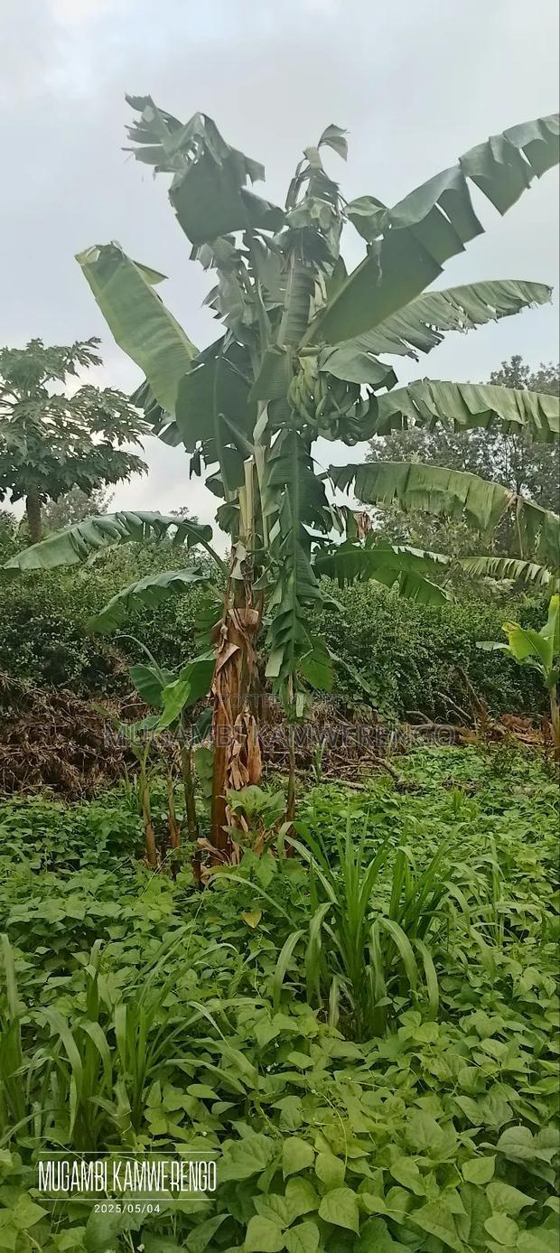 Kairungu Avocados and Muguka Shamba