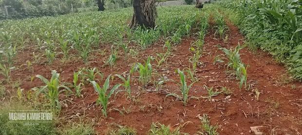 Gachoka 1/2 Acre
