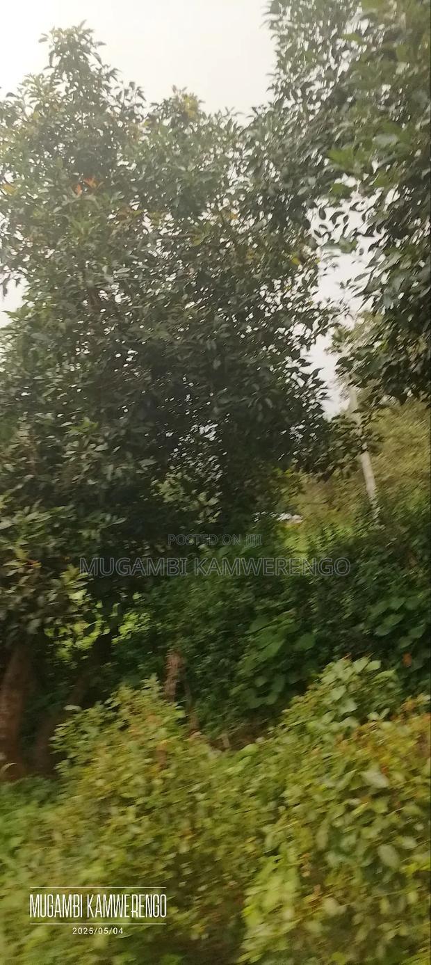 Kairungu Avocados and Muguka Shamba