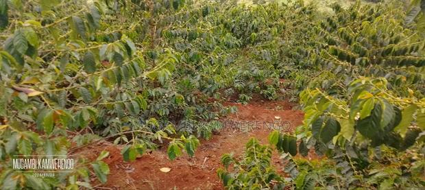 Coffee Plantation 4 Acres