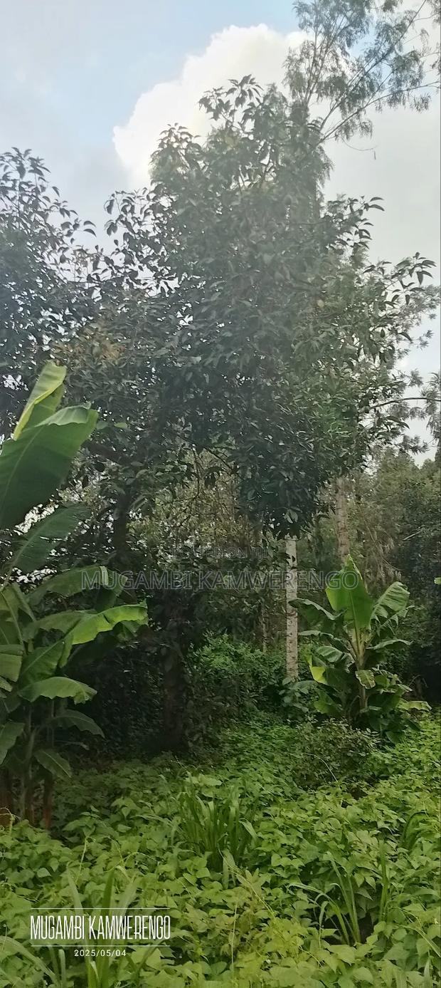 Kairungu Avocados and Muguka Shamba