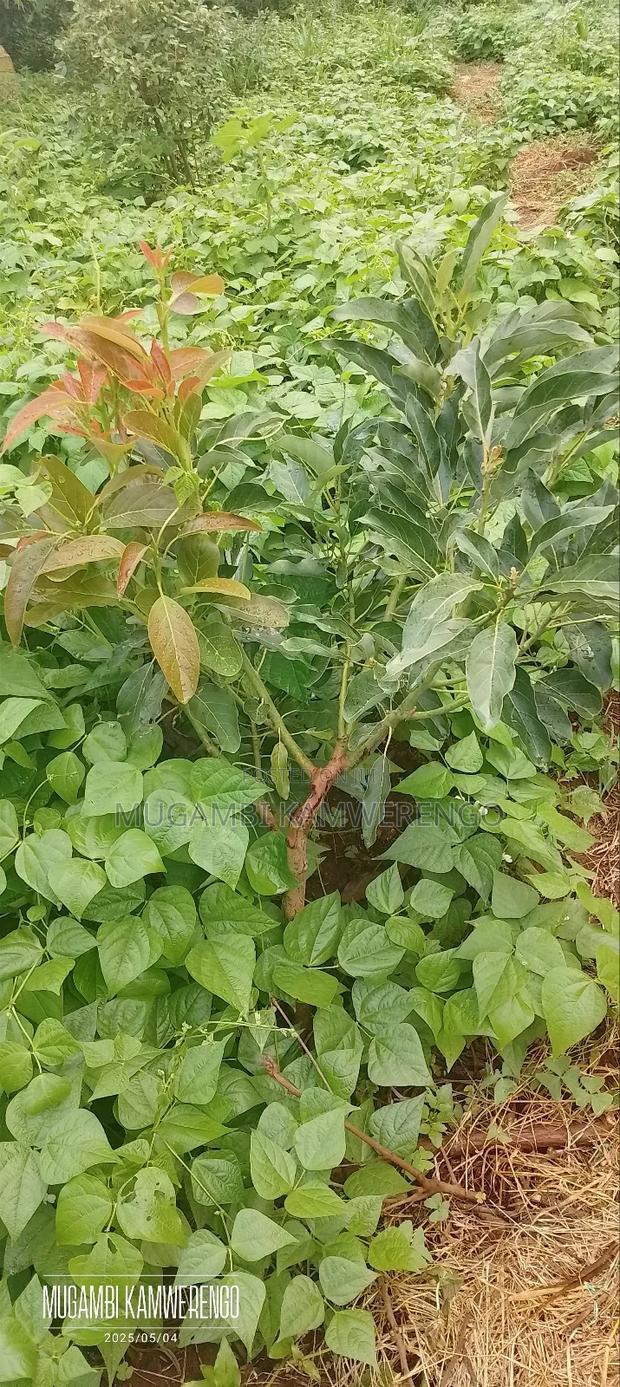 Kairungu Avocados and Muguka Shamba