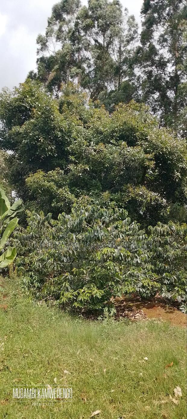 Coffee Plantation 4 Acres