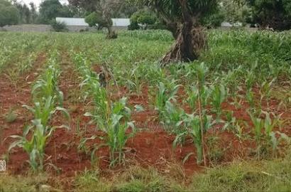 Gachoka 1/2 Acre