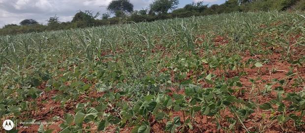 Embu County,Riachina Mbeere 2 Acres Agricultural Farm.