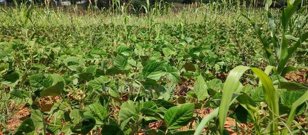 Embu County, Kiambere 10 Agricultural Farmland.