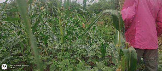 Embu County, Kiambere 6 Acres Agricultural Farmland