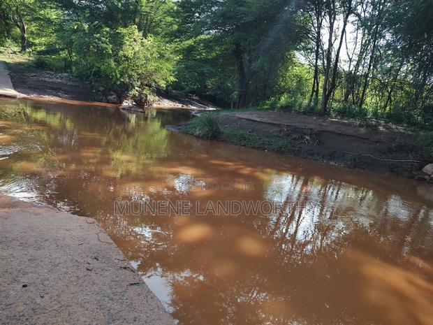 Embu, Kiambere Grazing Agricultural Land Next to the River