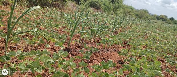 Embu County,Riachina Mbeere 2 Acres Agricultural Farm.