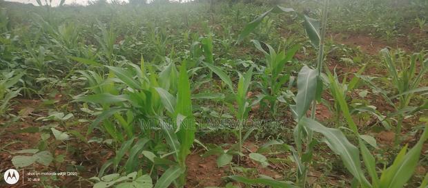 Embu County, Kiambere 6 Acres Agricultural Farmland