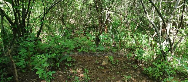 Embu, Kiambere Grazing Agricultural Land Next to the River