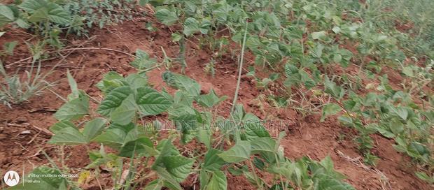 Embu County,Riachina Mbeere 2 Acres Agricultural Farm.