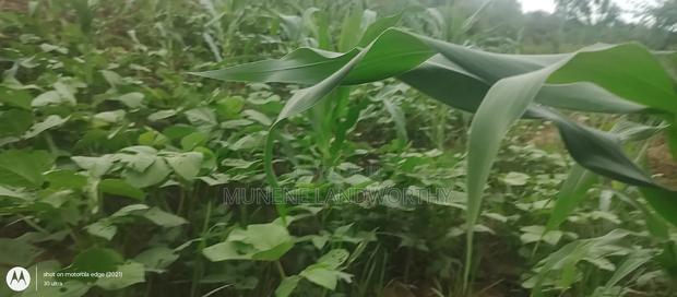 Embu County, Kiambere 6 Acres Agricultural Farmland