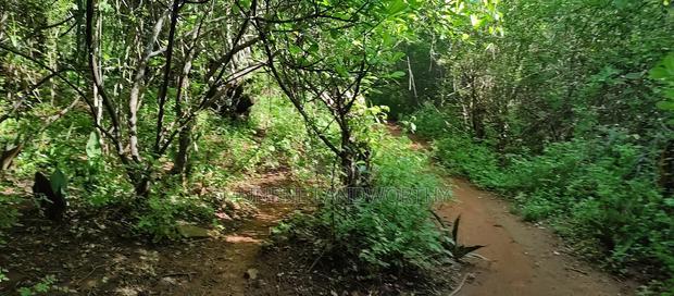 Embu, Kiambere Grazing Agricultural Land Next to the River
