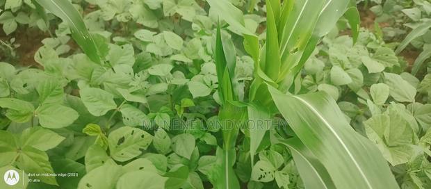 Embu County, Kiambere 6 Acres Agricultural Farmland