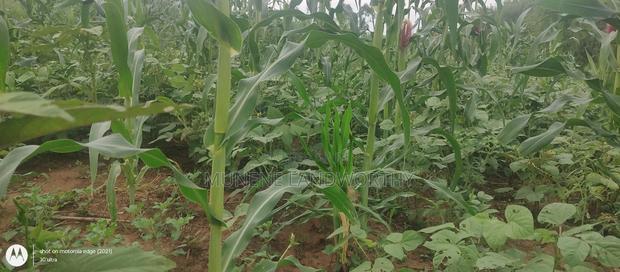 Embu County, Kiambere 6 Acres Agricultural Farmland