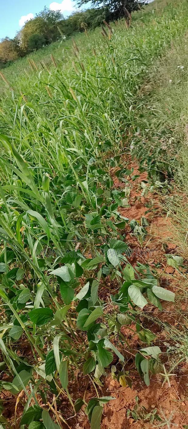 Embu County, Kiambere 10 Agricultural Farmland.