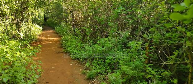 Embu, Kiambere Grazing Agricultural Land Next to the River