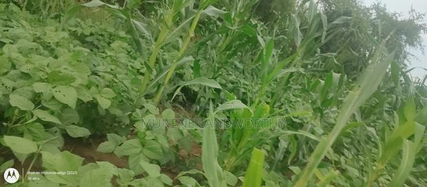 Embu County, Kiambere 6 Acres Agricultural Farmland