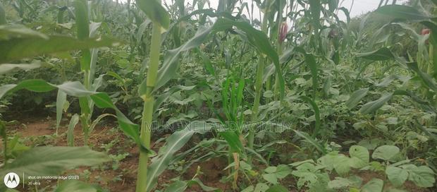 Embu County, Kiambere 6 Acres Agricultural Farmland