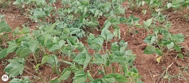 Embu County,Riachina Mbeere 2 Acres Agricultural Farm.