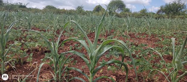 Embu County,Riachina Mbeere 2 Acres Agricultural Farm.