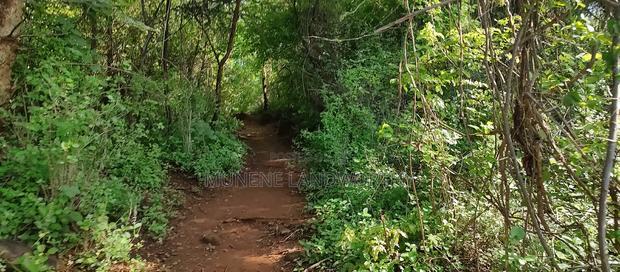 Embu, Kiambere Grazing Agricultural Land Next to the River