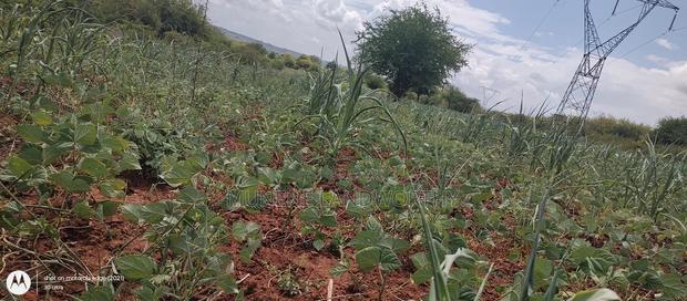 Embu County,Riachina Mbeere 2 Acres Agricultural Farm.