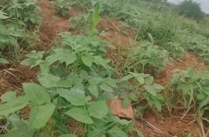 Embu County, Kiambere 6 Acres Agricultural Farmland