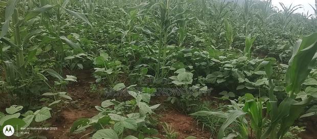 Embu County, Kiambere 6 Acres Agricultural Farmland