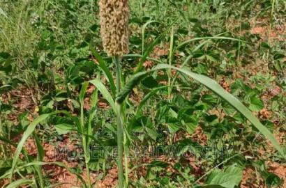 Embu County, Kiambere 10 Agricultural Farmland.