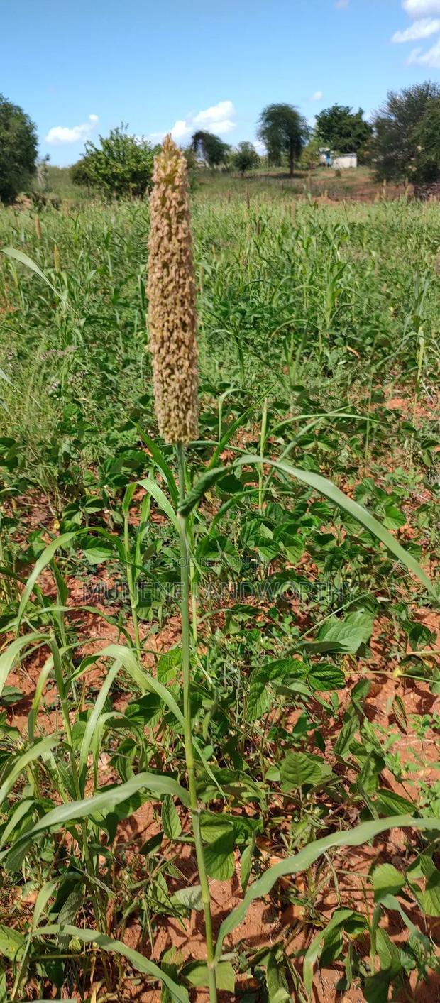 Embu County, Kiambere 10 Agricultural Farmland.