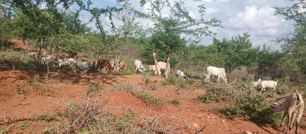 Embu County, Mutuobare Commercial 50x100 Plots Tarmac Road.