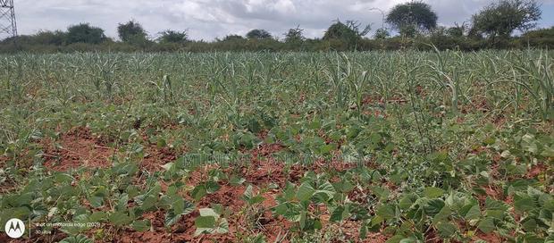 Embu County,Riachina Mbeere 2 Acres Agricultural Farm.