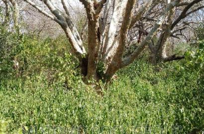 41 Acres For Sale