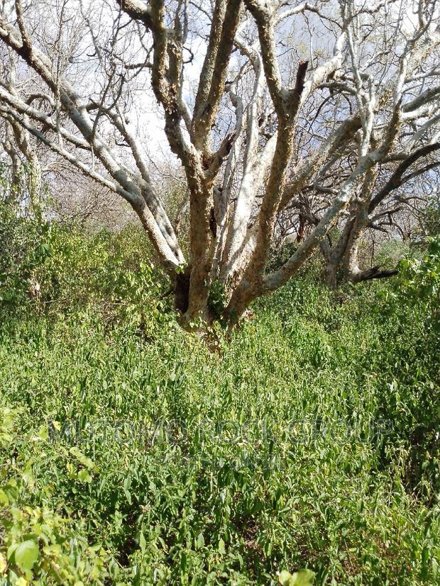 41 Acres For Sale
