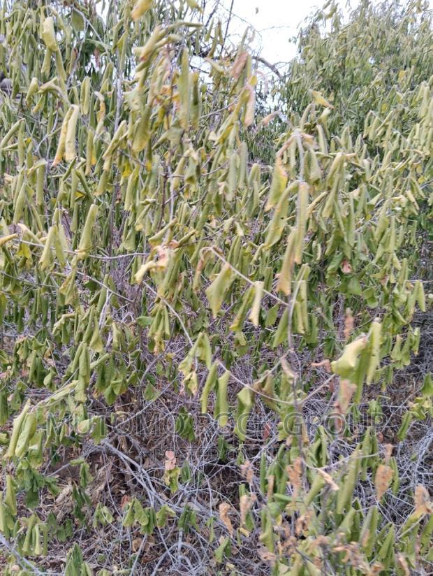 100acres for Sale With Title