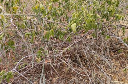 100acres for Sale With Title
