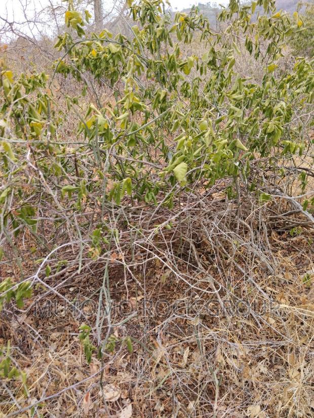 100acres for Sale With Title