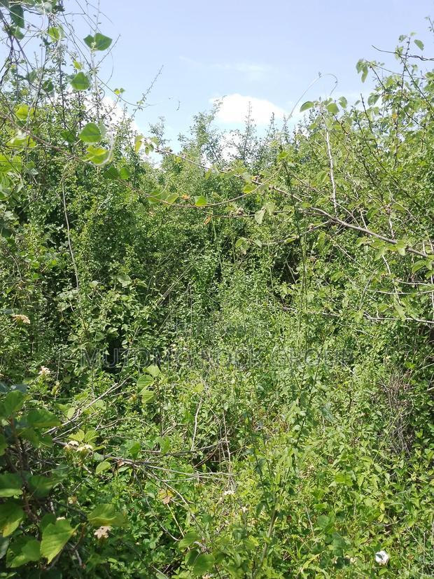 46 Acres With Title