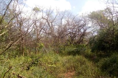 2 Acres Land, Matinyani