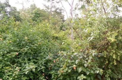 Special Offer Plots, Kwa Vonza,50 by 100 Ft