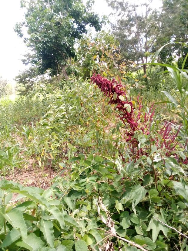 Special Offer Plots, Kwa Vonza,50 by 100 Ft