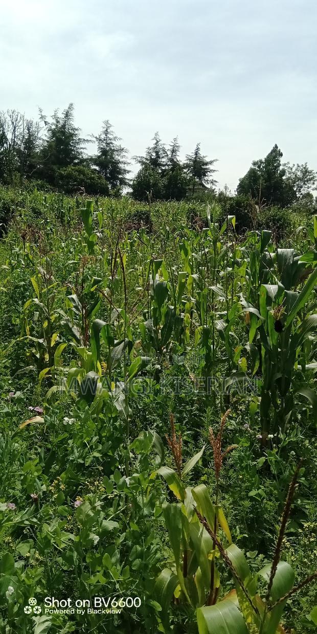 Plot for Sale in Gikambura Kikuyu